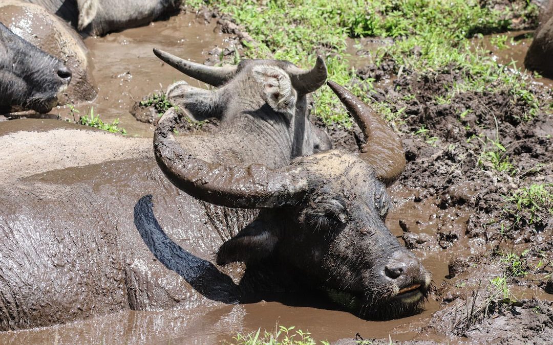 a herd of water buffalo standing in a muddy field