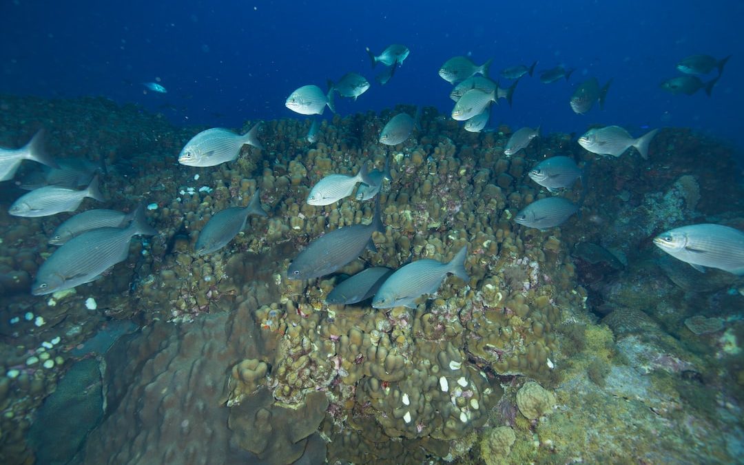 Preserving Natural Wonders with the Learning Center