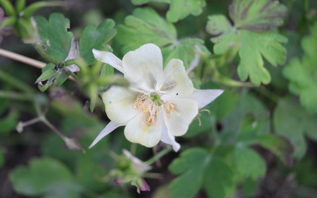 a white flower with green leaves in the background