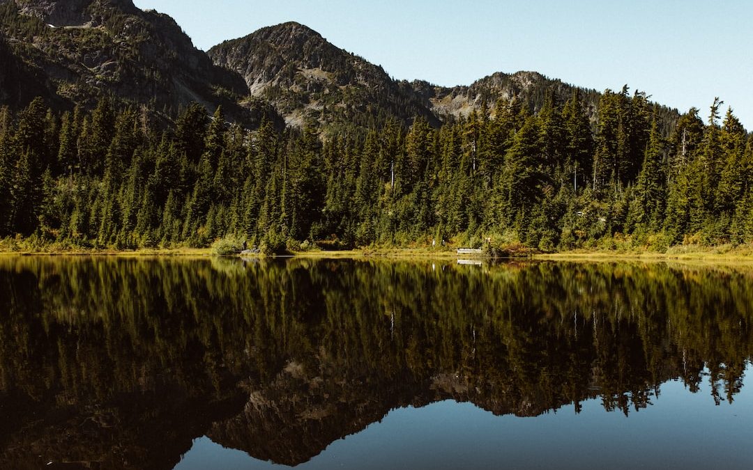 green trees near lake during daytime