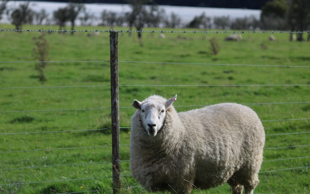 a sheep standing next to a wire fence