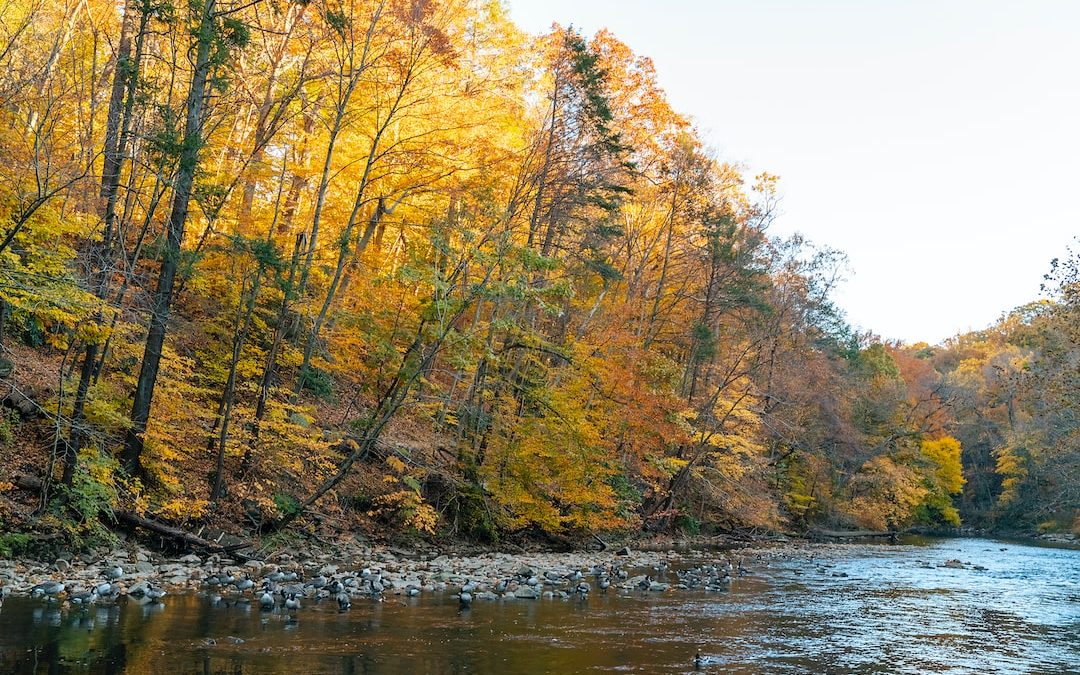 green and yellow trees beside river during daytime