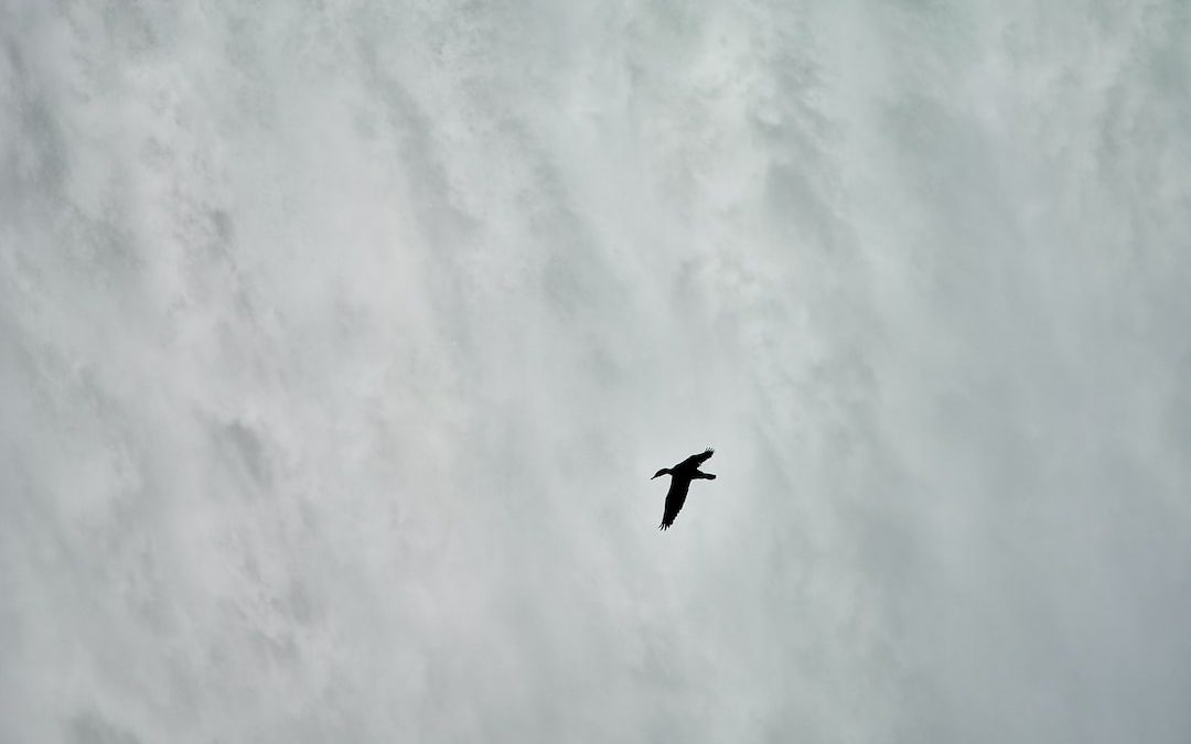 bird flying outdoors