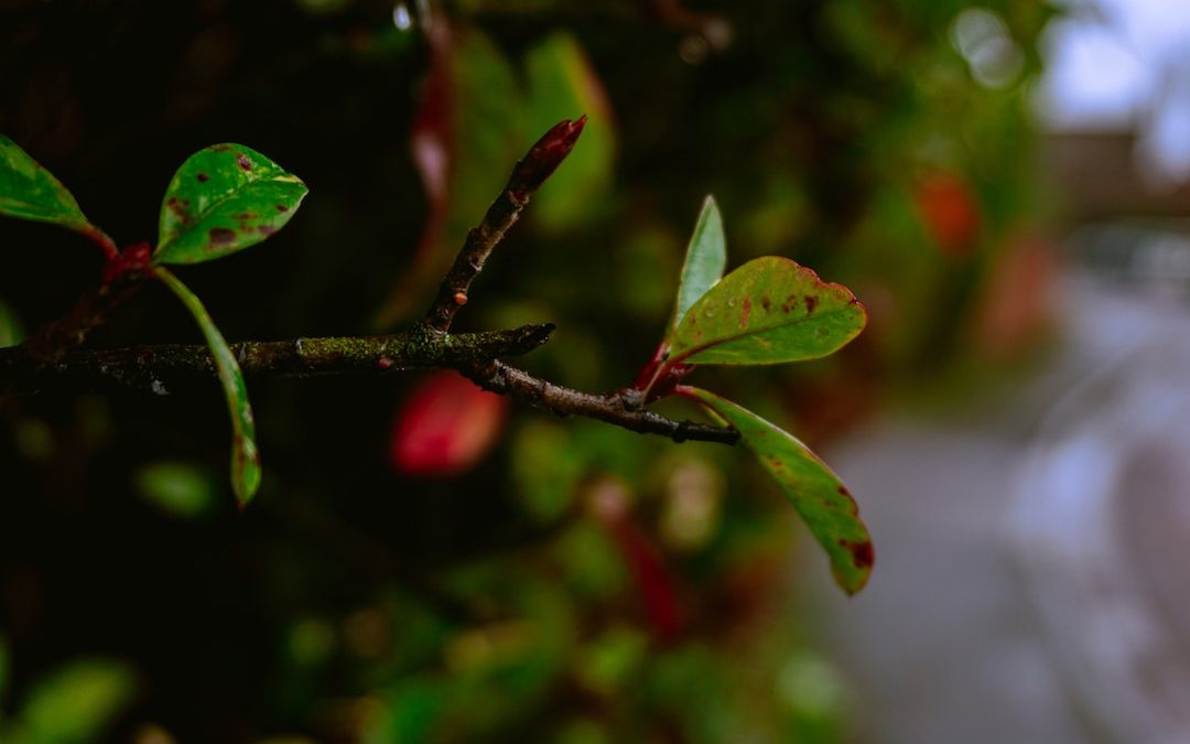 red fruit with green leaves in tilt shift lens