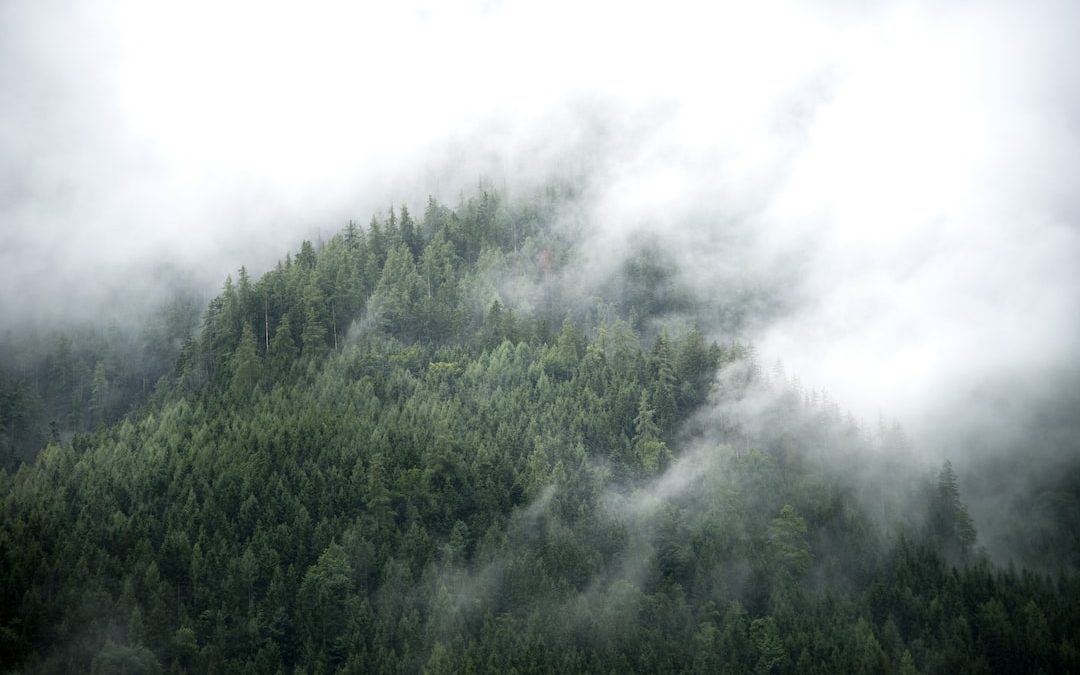 aerial shot of trees