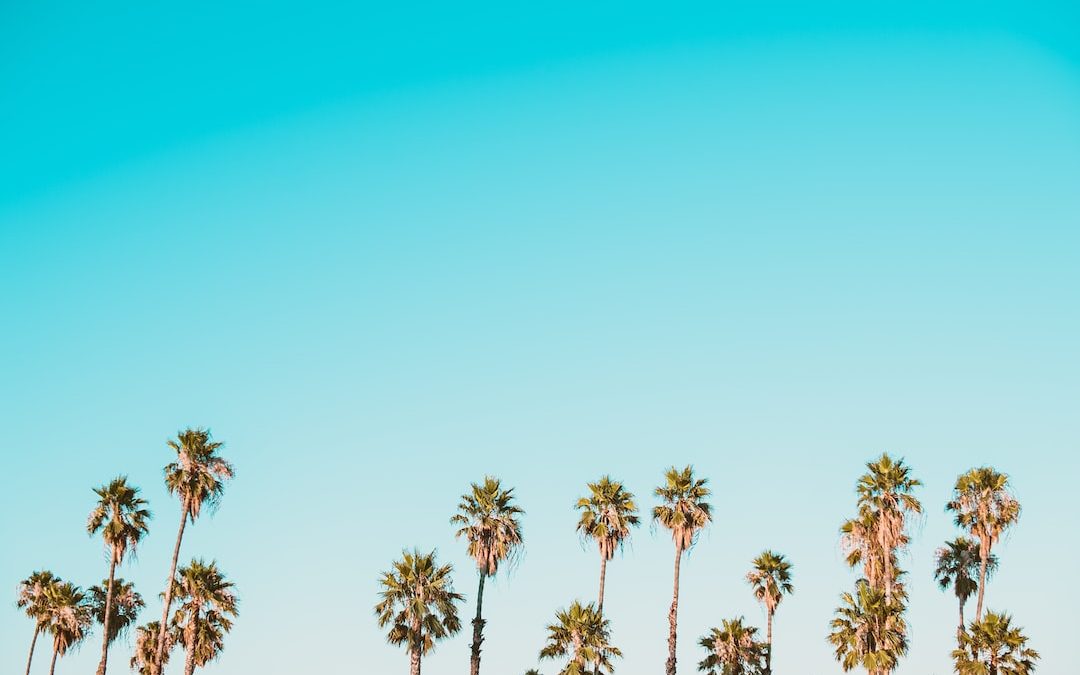 green-and-brown palm trees under clear blue sky