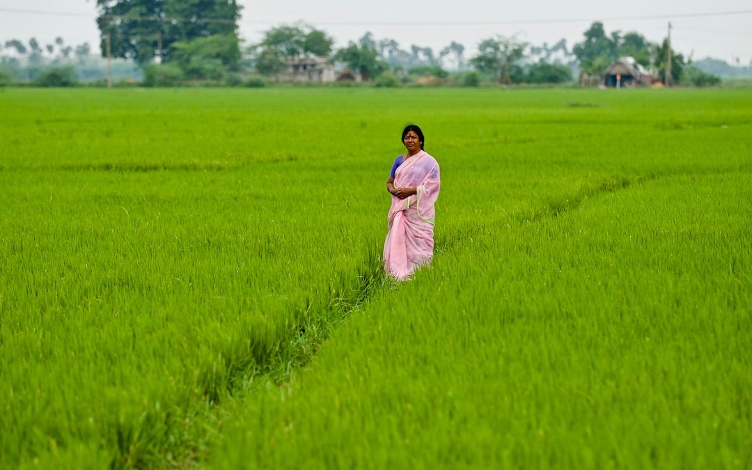 person standing in the middle of rice field during daytime