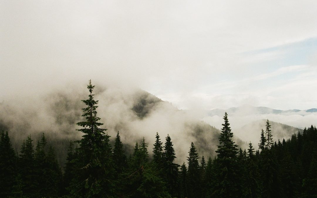 trees near mountain