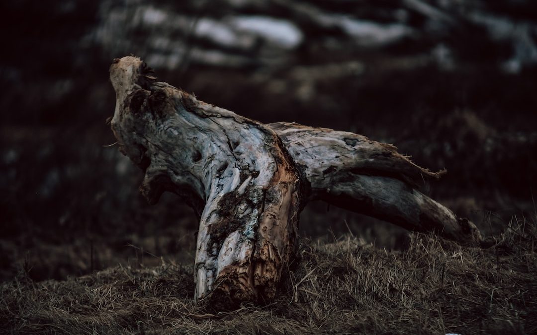 a piece of wood that is sitting in the grass