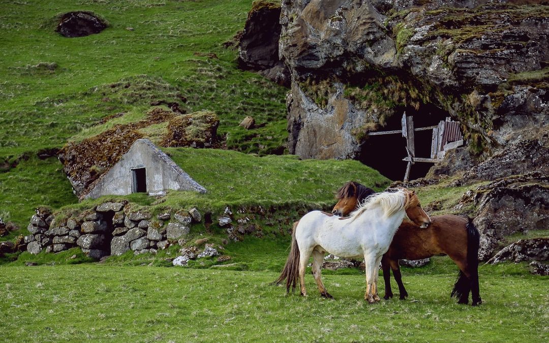 white and brown horses standing on green grass during daytime