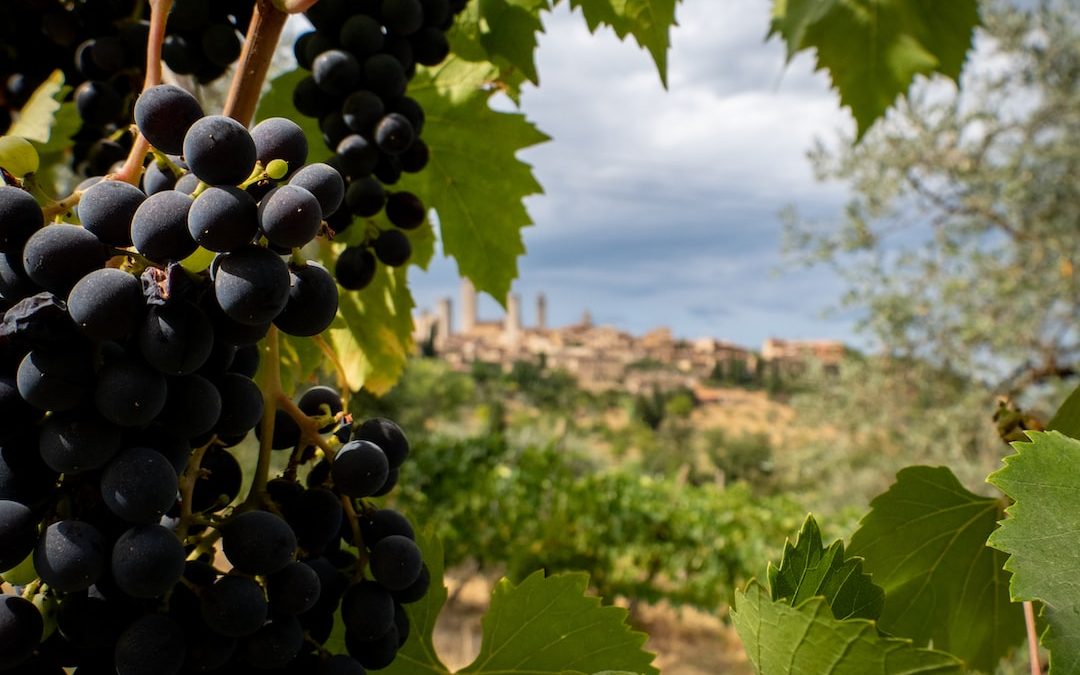 a bunch of grapes hanging from a vine