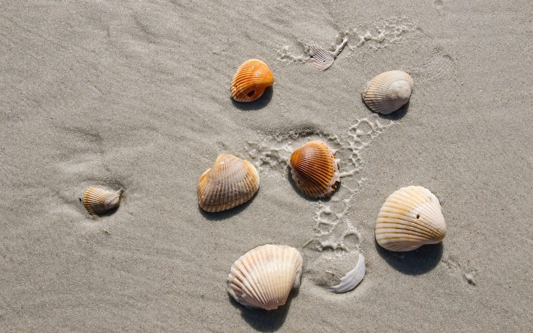 white and brown seashells on gray sand