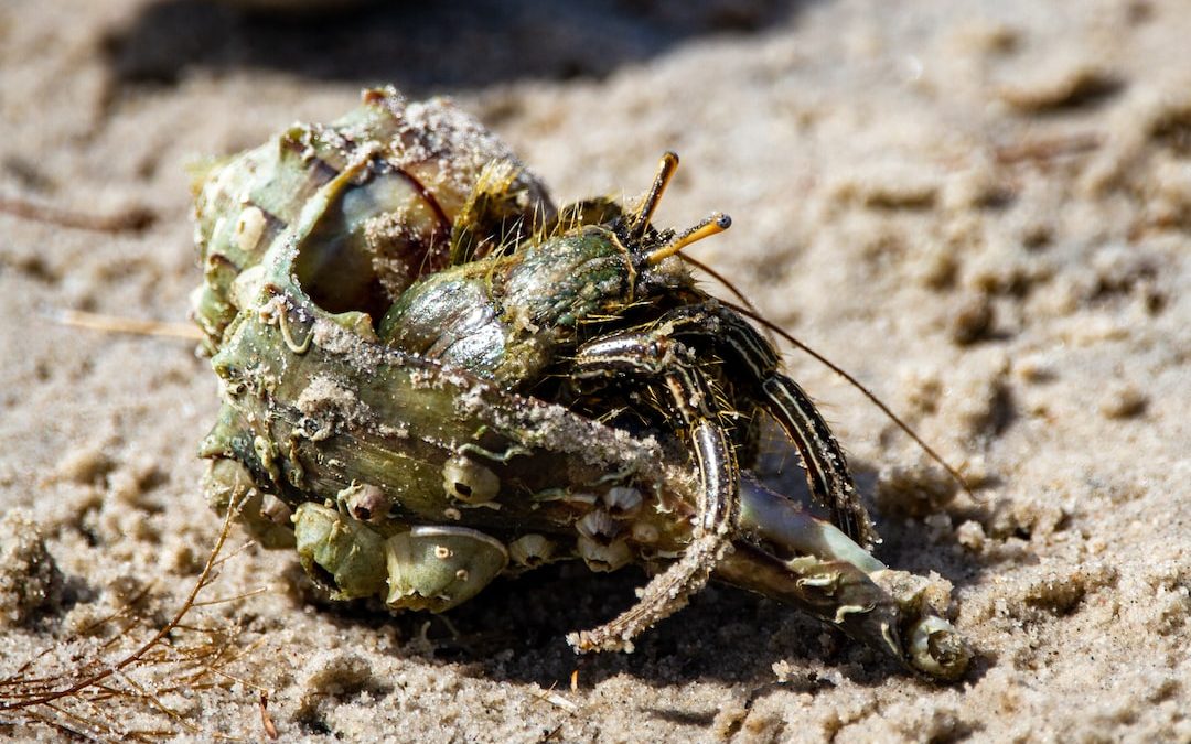 green and brown crab on brown sand during daytime