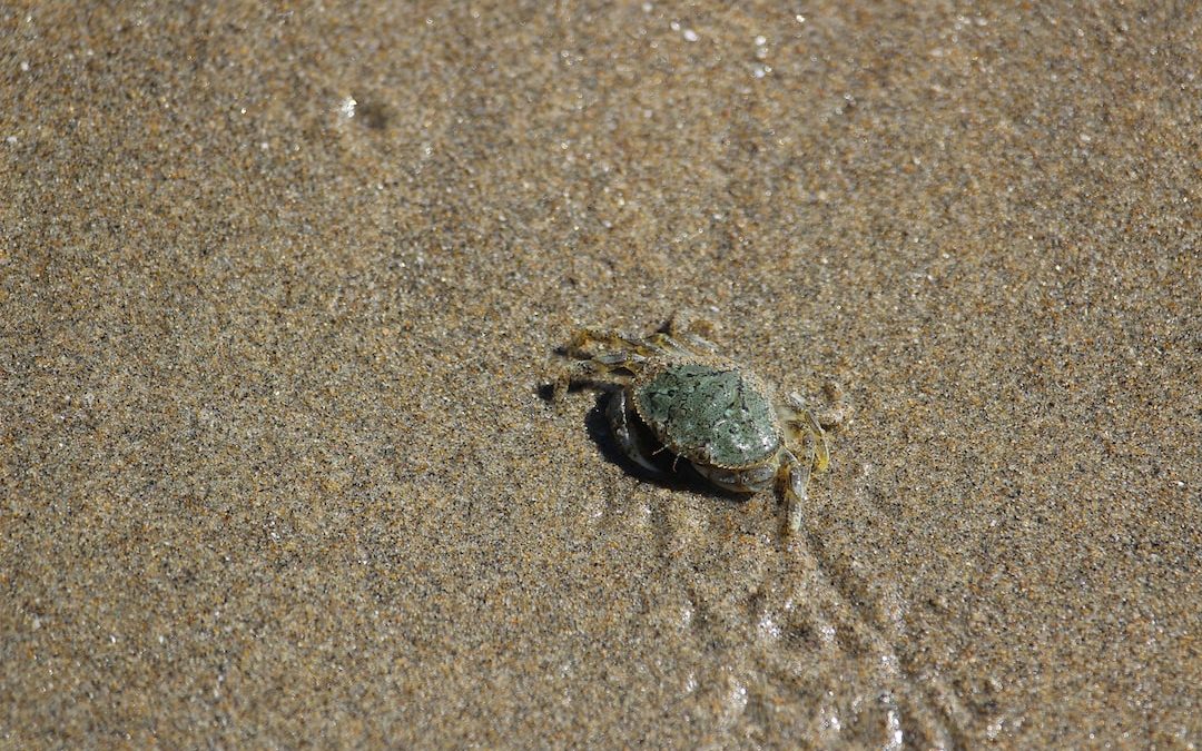 a small crab is walking in the sand