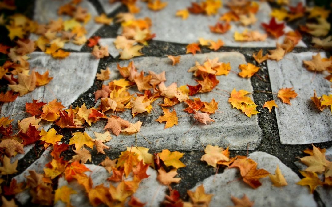 autumn leaves on ground