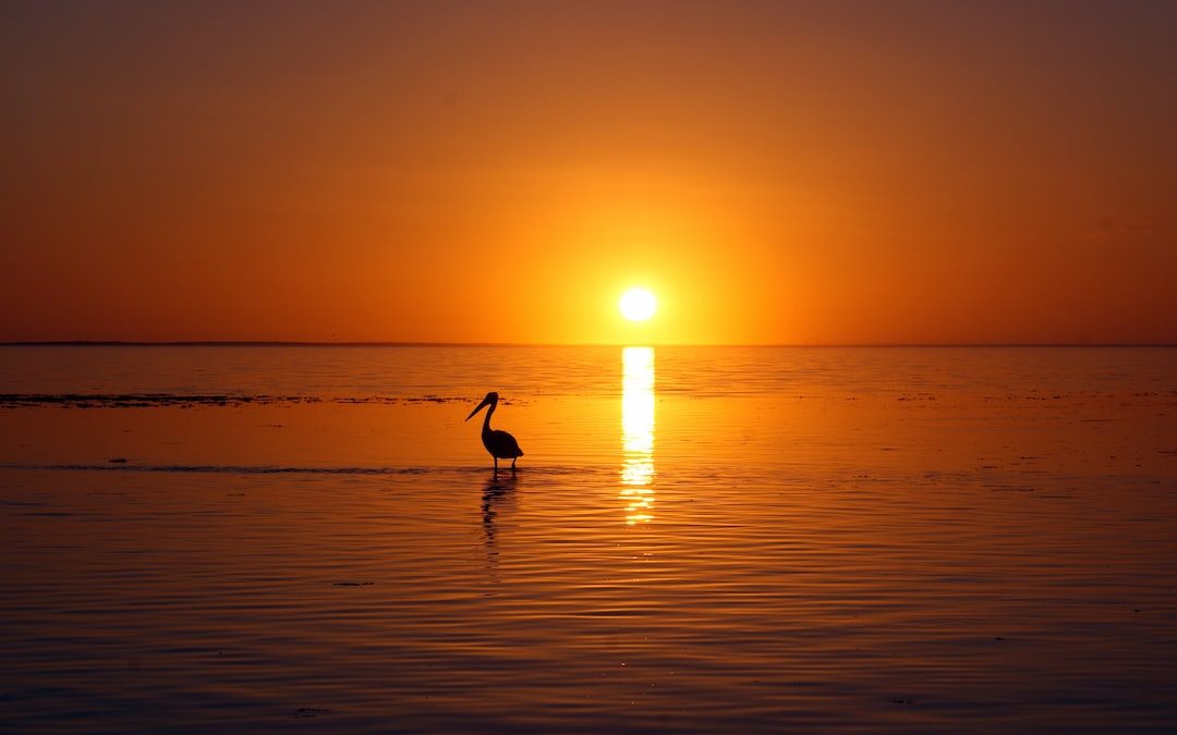 silhouette of bird on body of water at golden hour