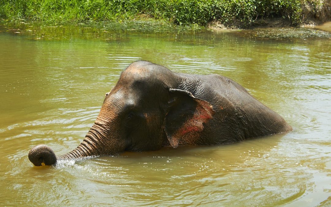 elephant on body of water during daytime