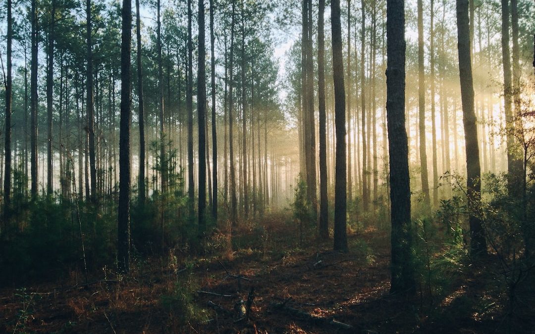 photography of tall trees at daytime