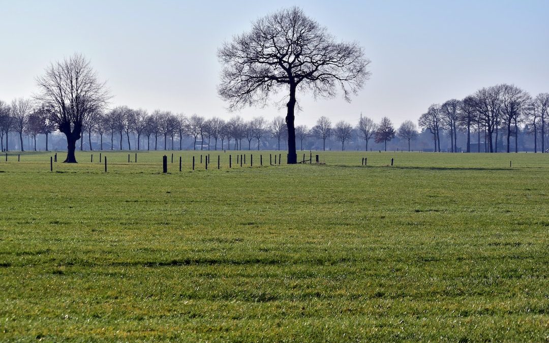 a grassy field with trees in the distance