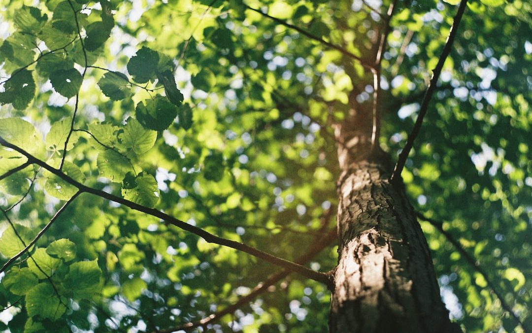 macro shot photography of tree during daytime