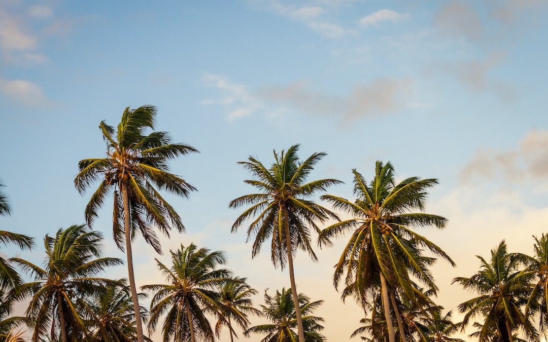 coconut trees under cloudy sky during daytime