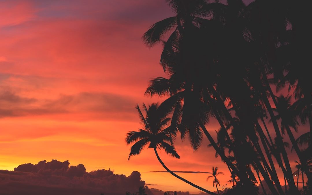 coconut trees under orange and red sky