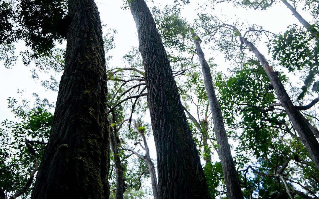 a group of trees