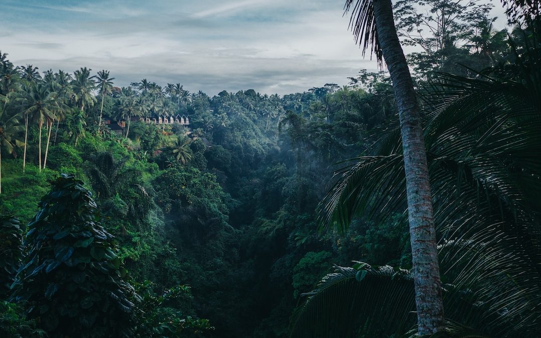 a lush green forest filled with lots of trees