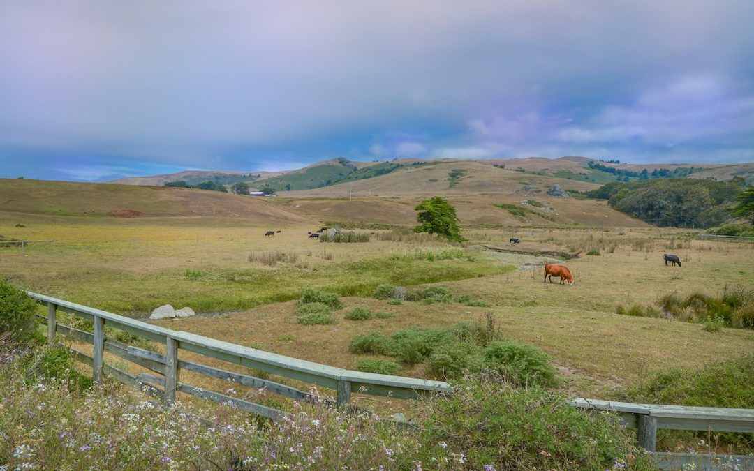 white wooden fence on green grass field during daytime