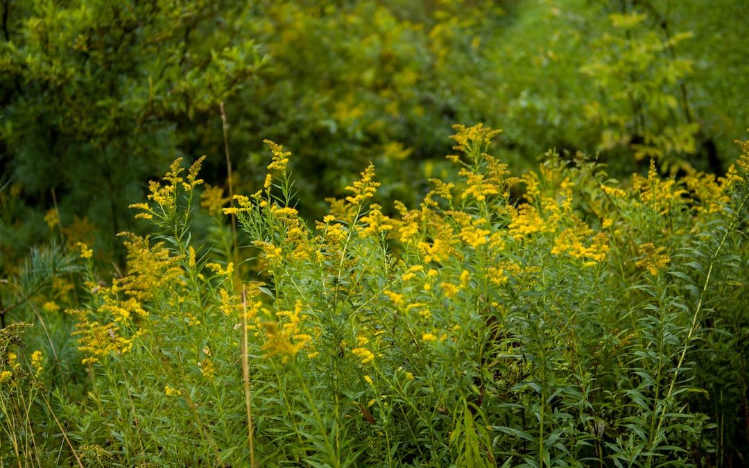 a field of yellow flowers