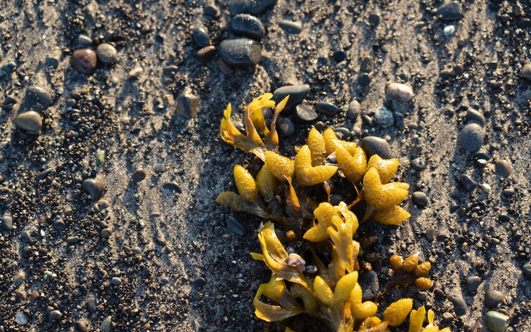 a plant that is growing out of the sand