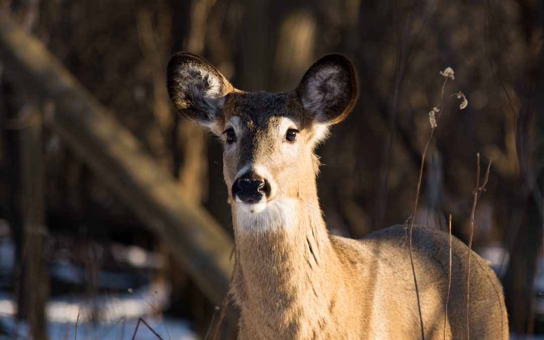 selective focus photography of brown deer during daytime