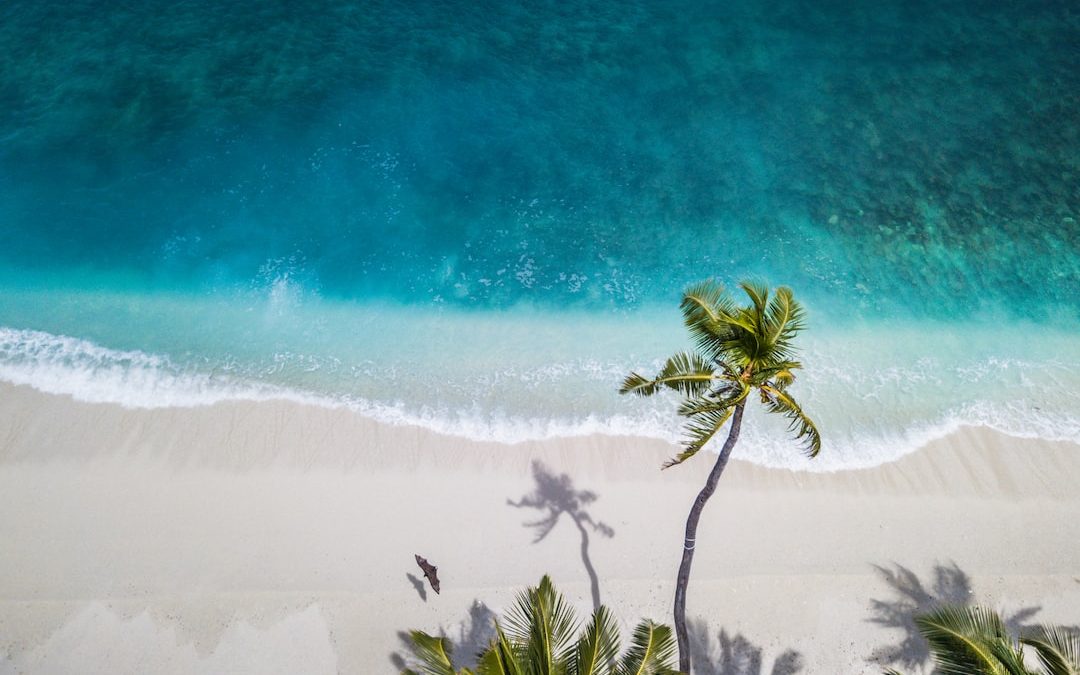 aerial nature photography of green palms on seashore during daytime