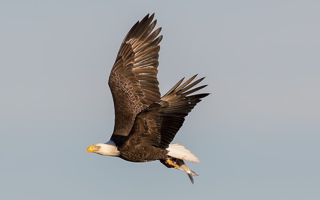 bald eagle flying