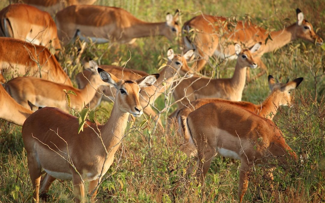 deer eating grass during daytime