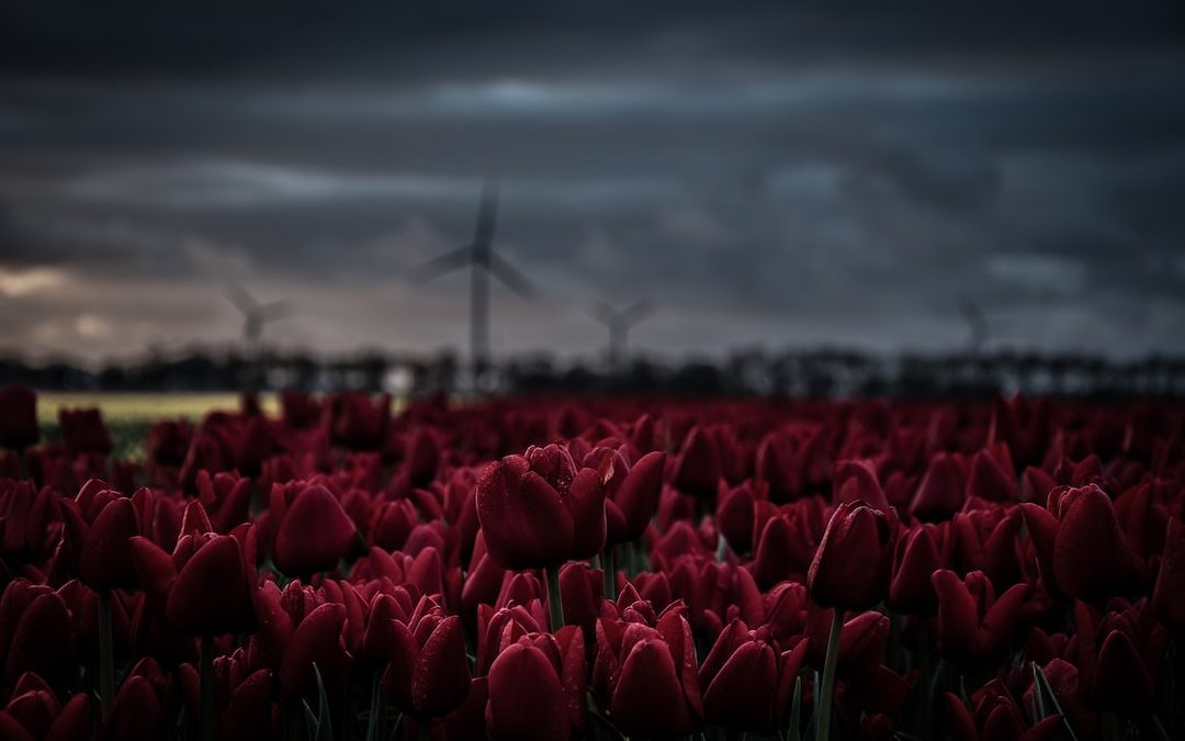 shallow focus photography of red tulip flowers