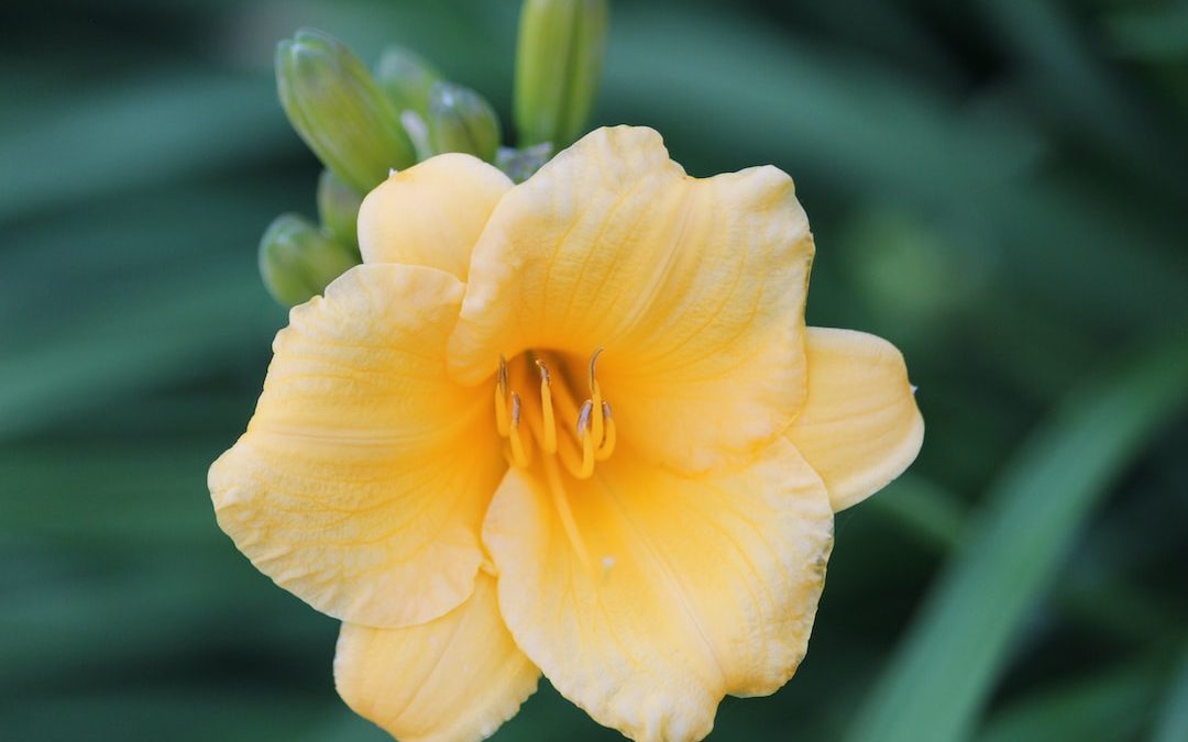 a yellow flower with green leaves in the background