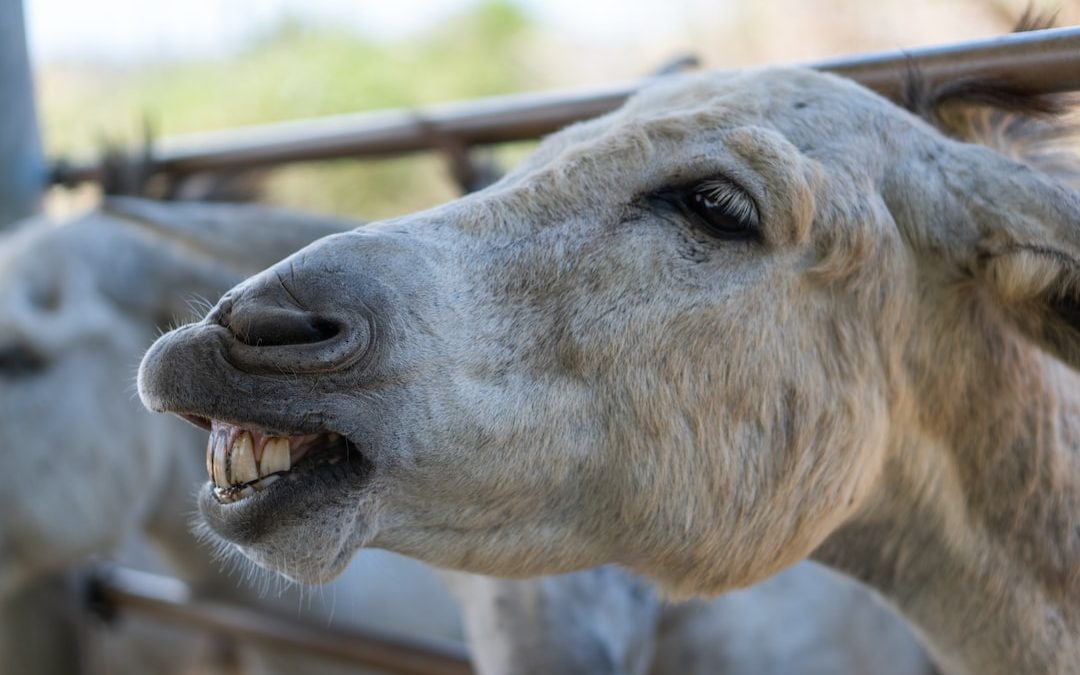 a close up of a goat with it's mouth open