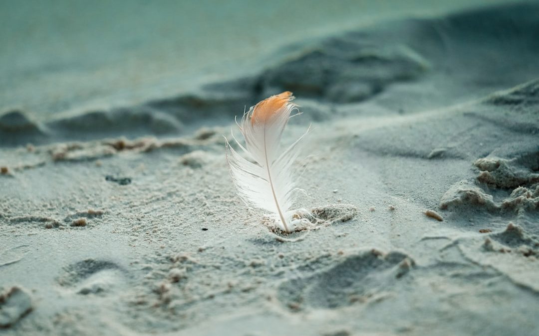 white feather on gray sand