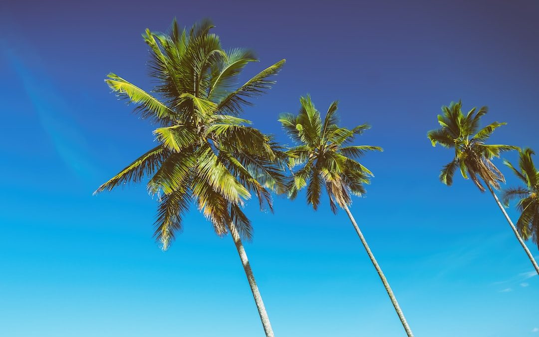 4 coconut trees under blue sky during daytime