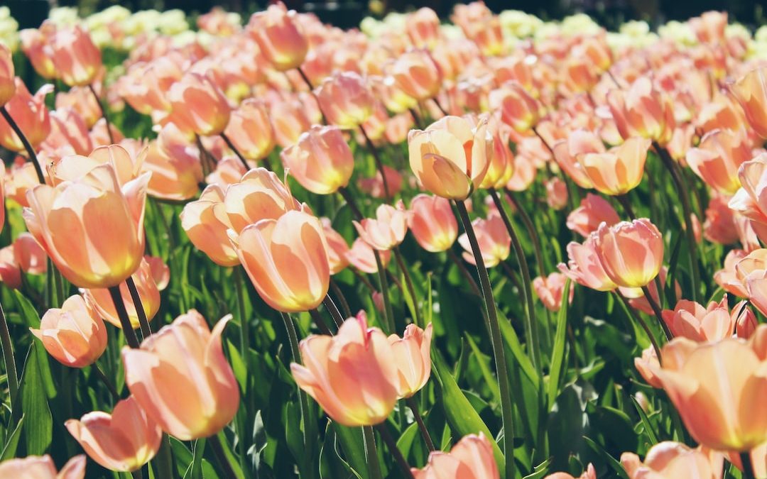 pink tulips blooms at daytime