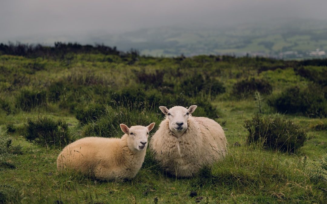 two brown sheep standing on grass field at daytime