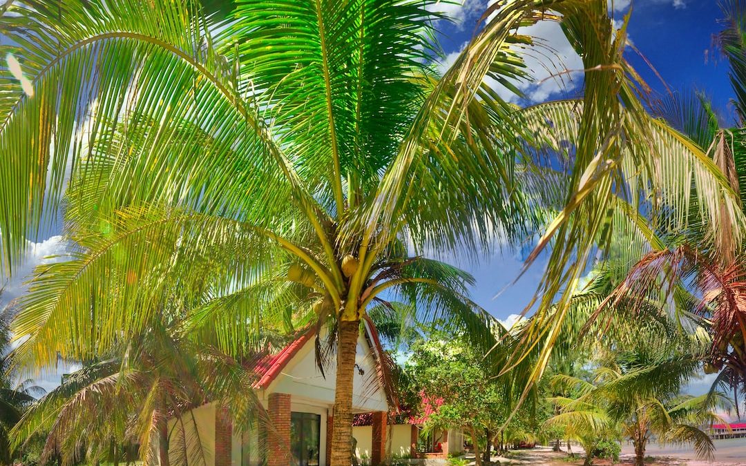 a small house surrounded by palm trees on a beach