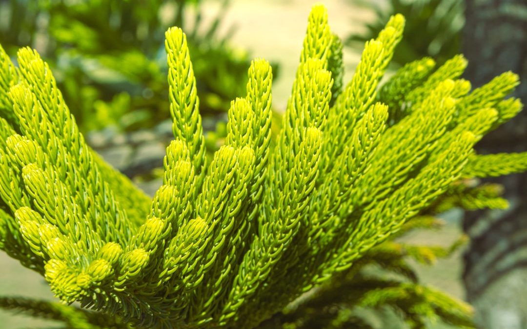 a close up of a green plant with lots of leaves