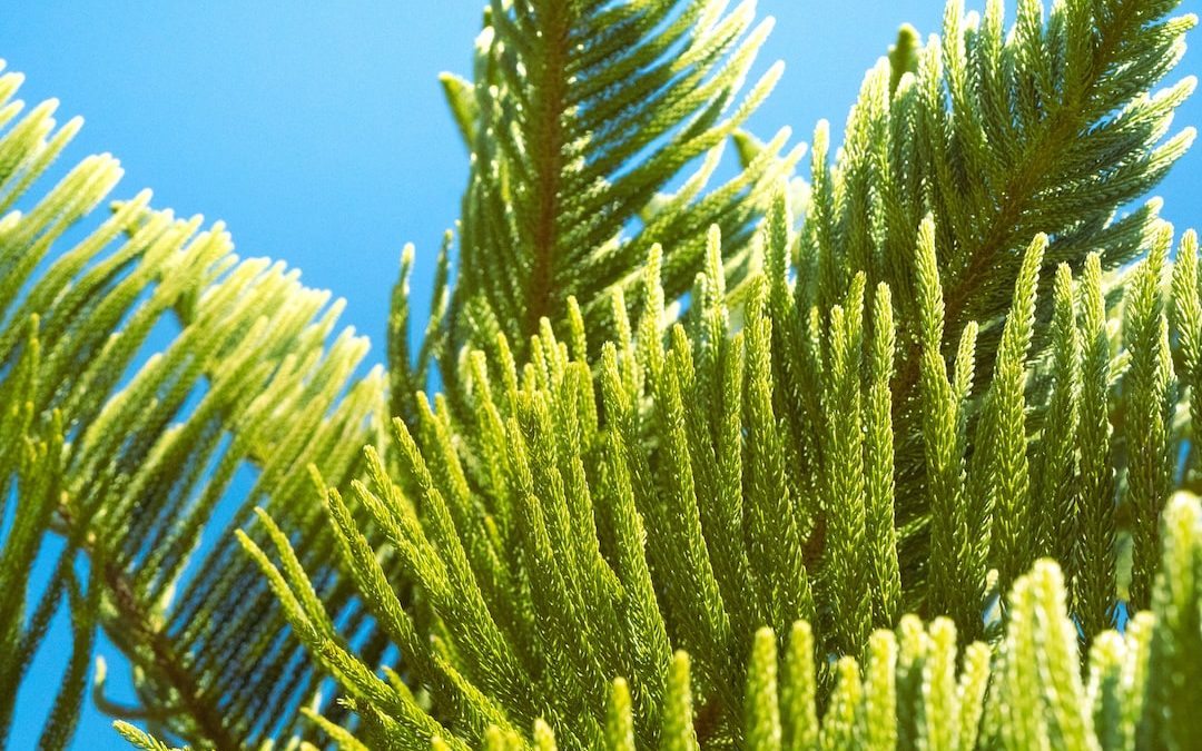 a close up of a pine tree with a blue sky in the background