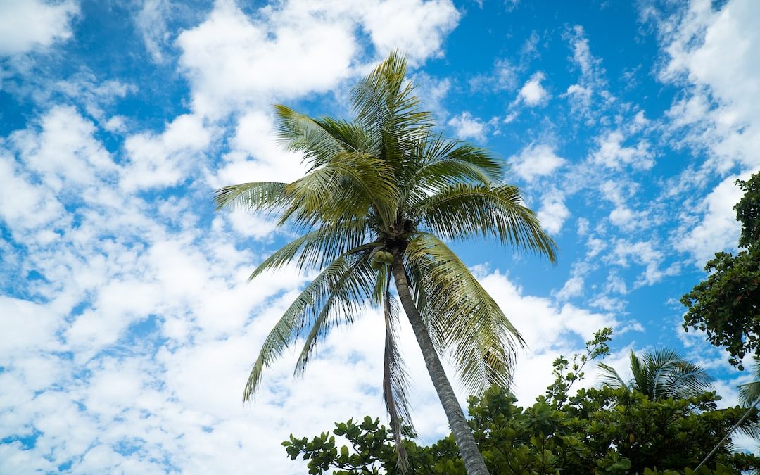 high-angle photo of coconut tree