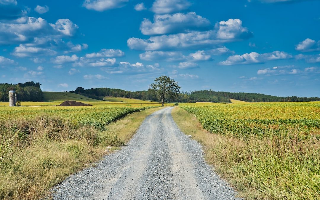 green tree beside road