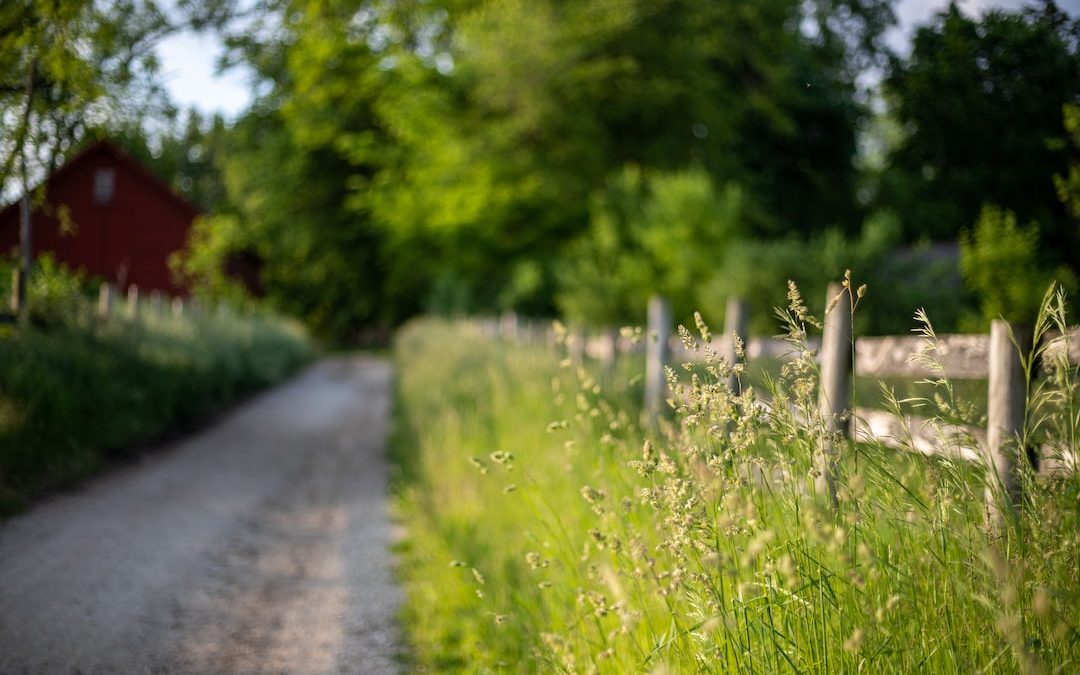 a field of tall grass next to a road