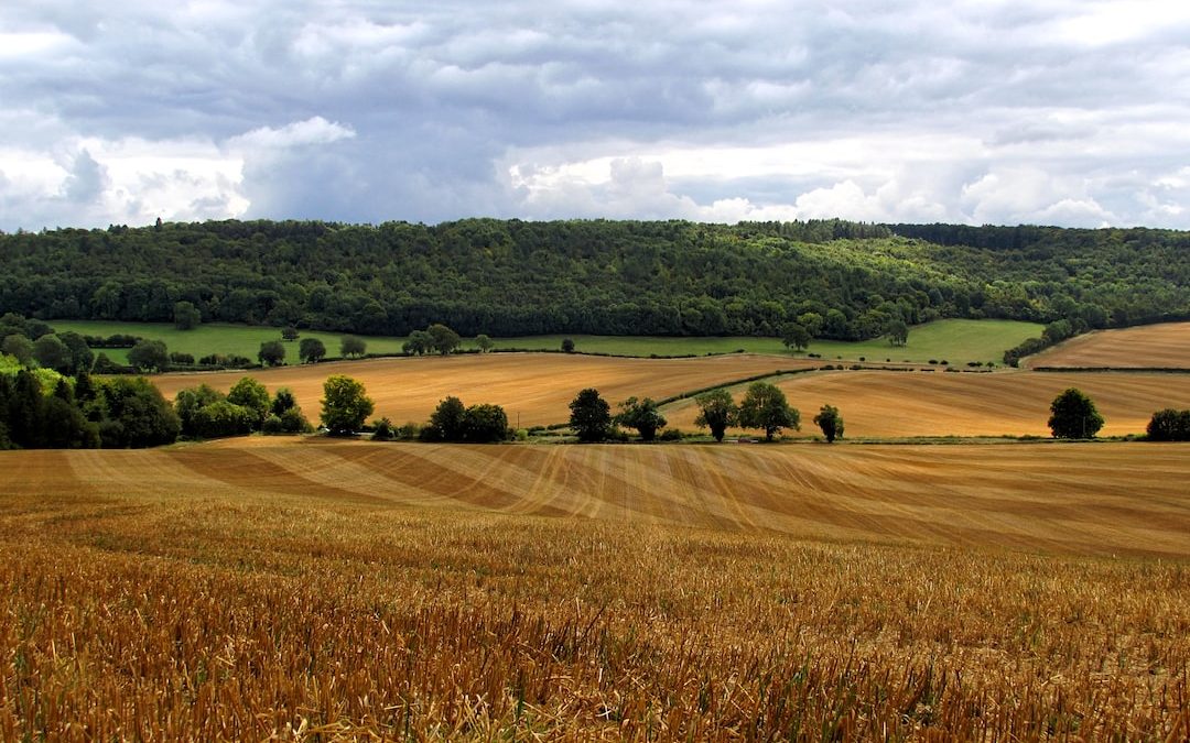 brown and green fields under cloudy sky during daytime