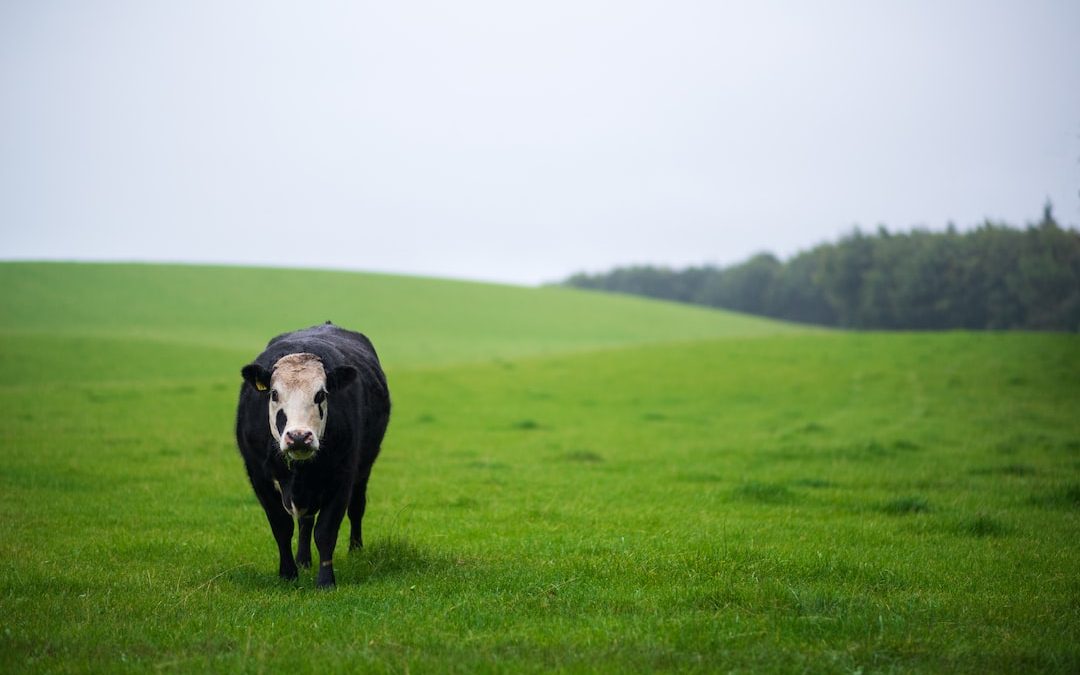 black and white cow on green grass field